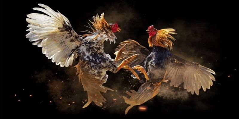 da-dang-hinh-thuc-tham-gia-da-ga