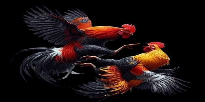quy-trinh-tha-gia-ca-cuoc-da-ga-chuyen-nghiep